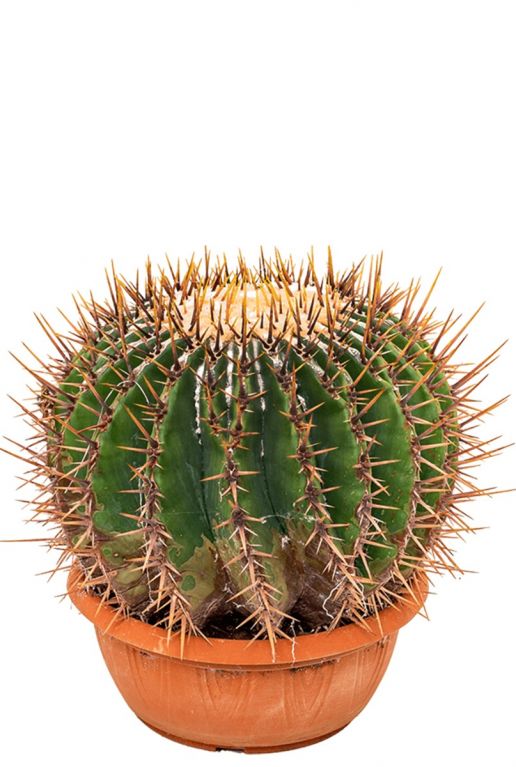 Bijzondere echinocactus ingens kopen 1