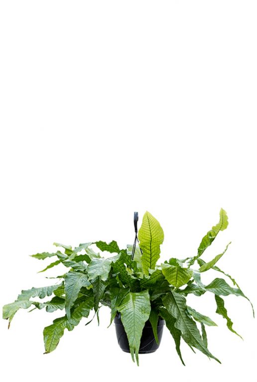 Bijzondere microsorum crocodyllus kamerplant