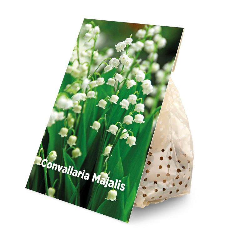 Convallaria Majalis 