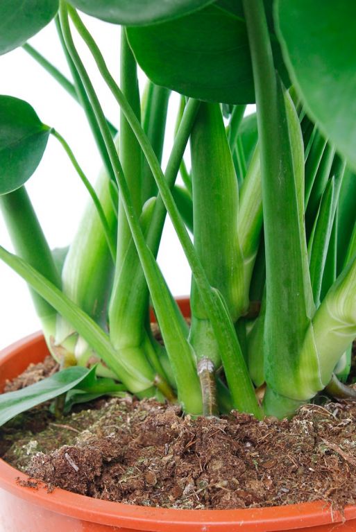 Bladstelen van de Monstera