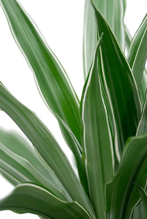 Blauwgroen blad met witte strepen 2