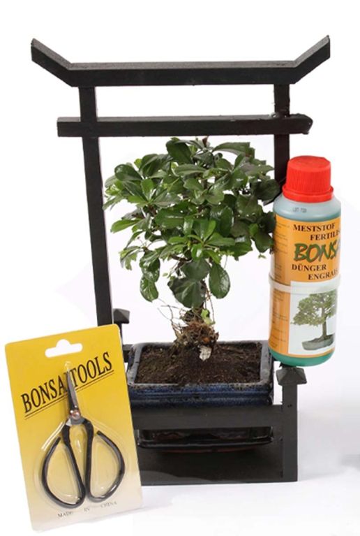 Bonsai boom verzorgingsset 1