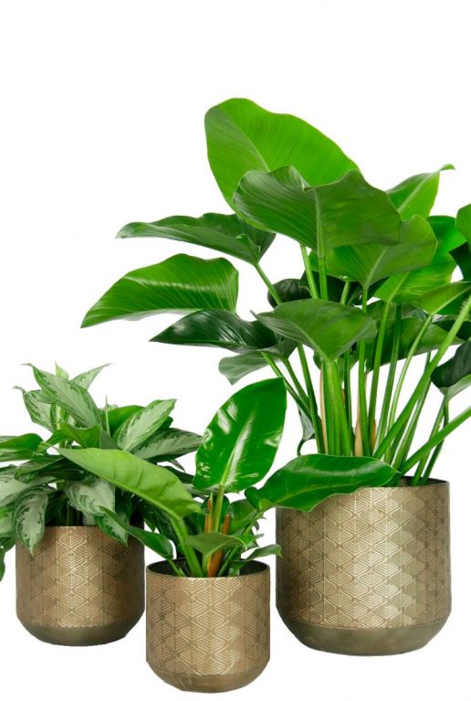 Bronzen potten kamerplant 3