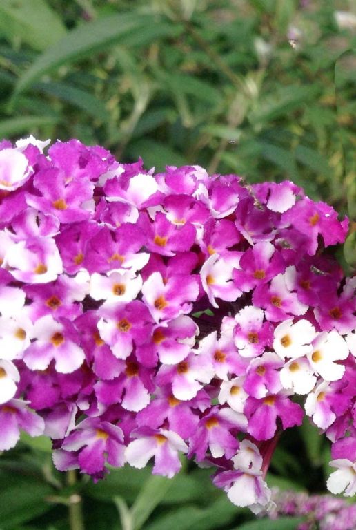 Buddleja berries cream tuinplant