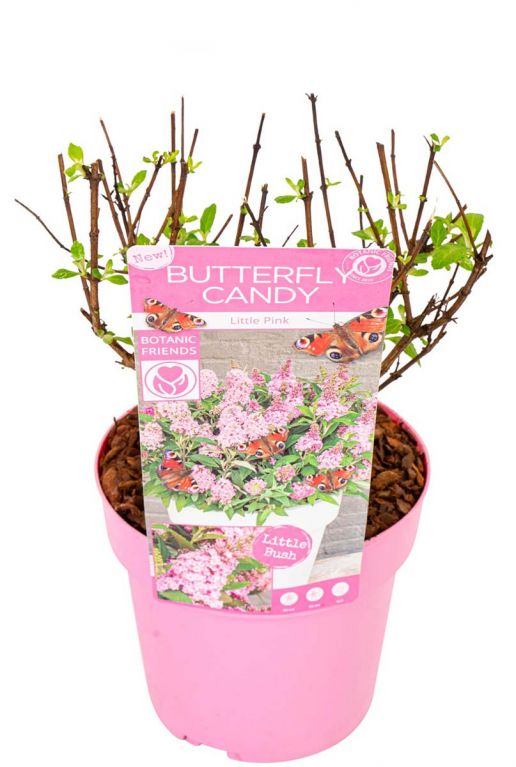 Buddleja butterfly candy little pink