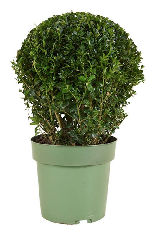 Buxus sempervirens ball p21 1