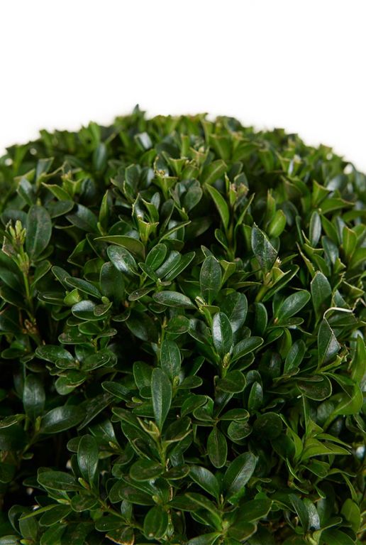 Buxus sempervirens ball p21 blad
