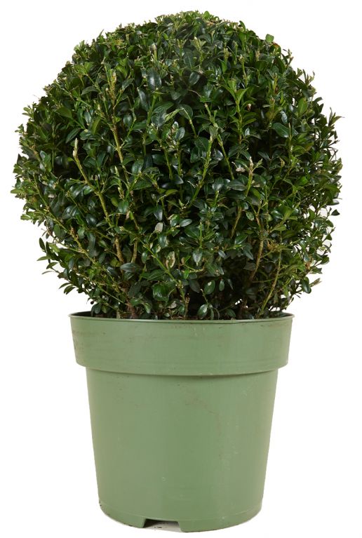 Buxus sempervirens ball p27 1