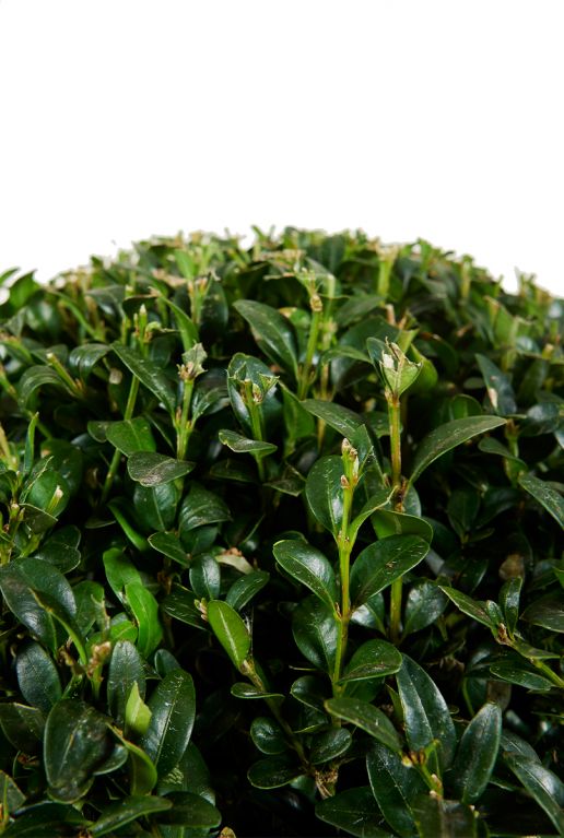 Buxus sempervirens ball p27 blad
