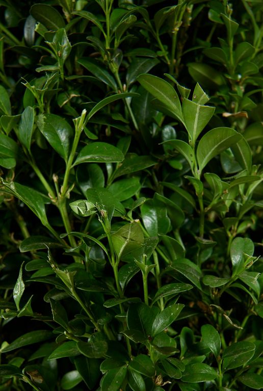 Buxus sempervirens pyramid blad