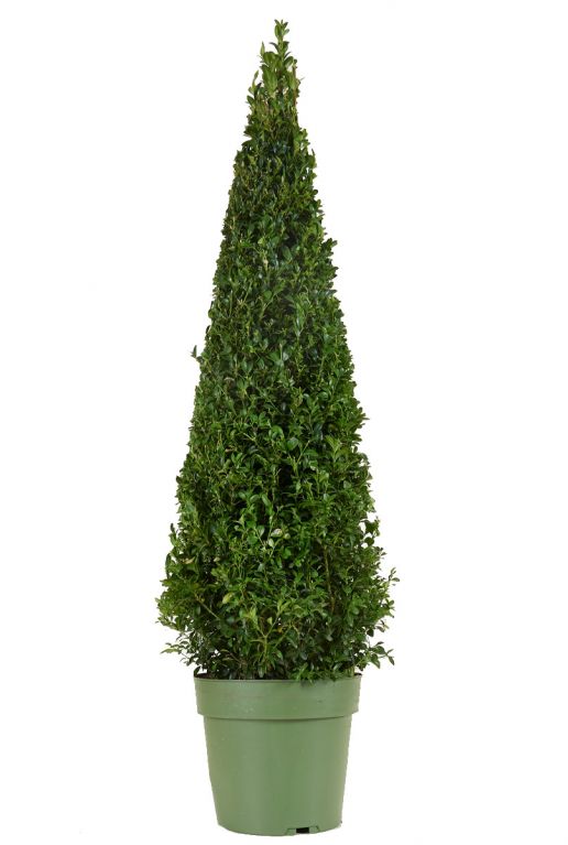 Buxus sempervirens pyramid p23