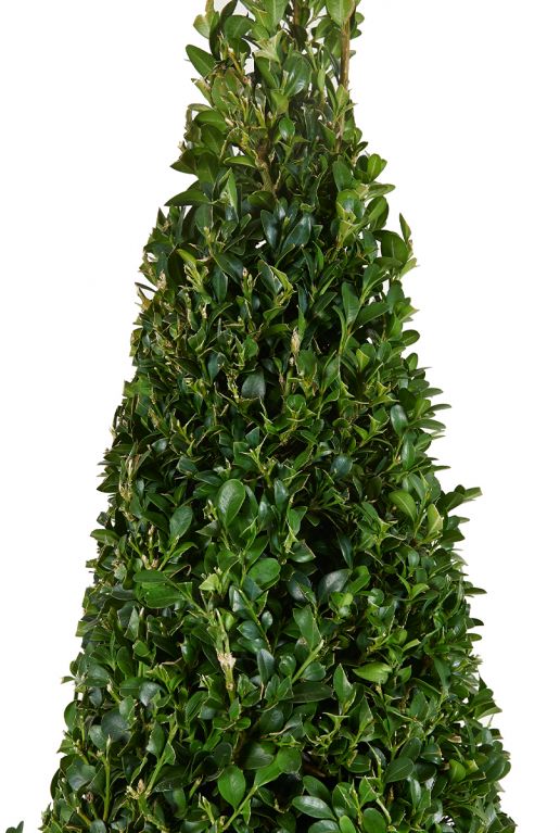 Buxus sempervirens pyramid tuinplant