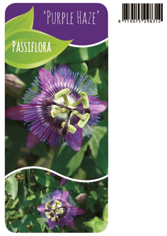 Passiflora 'Purple Haze'