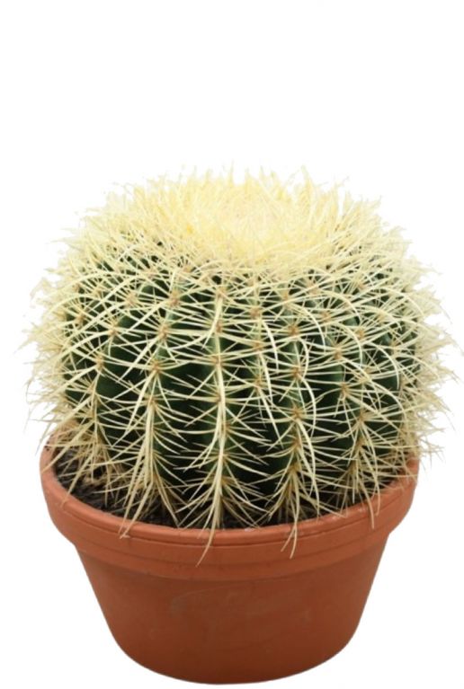 Cactus-echinocactus-grusonii
