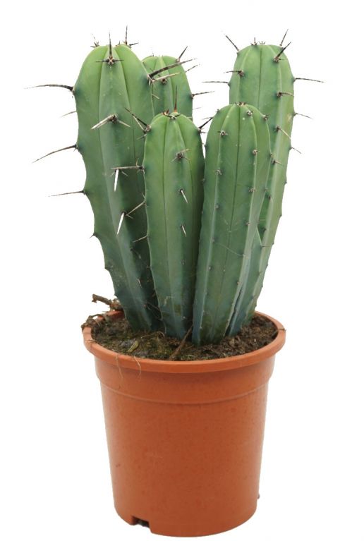 Cactus-myrtillocactus-geometrizans-klein