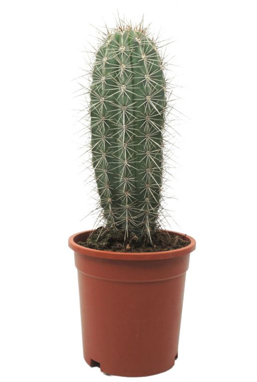 Cactus-pachycereus-pringlei