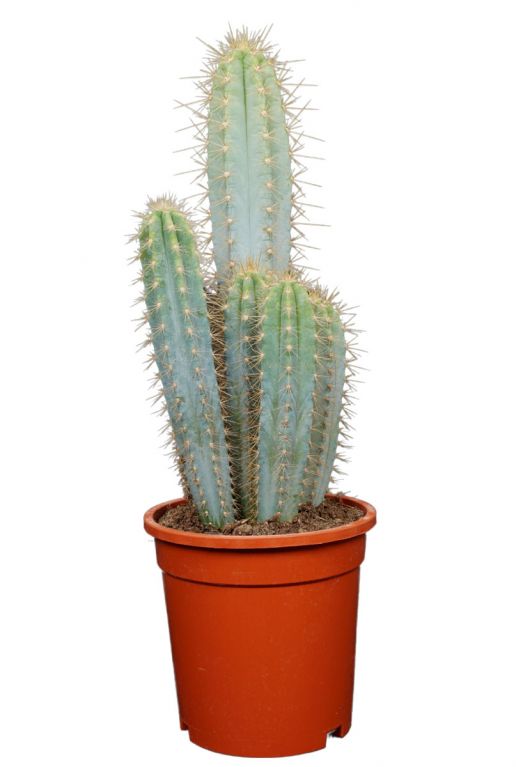 Cactus-pilosocereus-azureus
