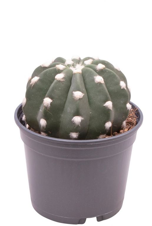 Cactus echinopsis subdenudata