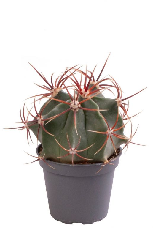 Cactus ferocactus latispinus