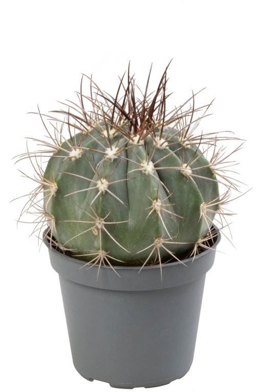 Cactus melocactus azureus