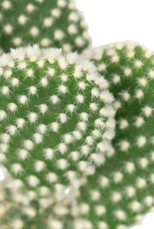 Cactus opuntia mini