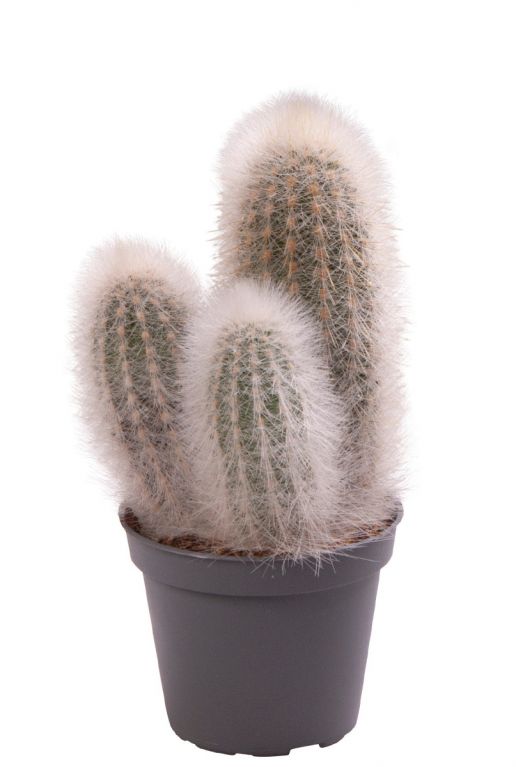 Cactus strausii
