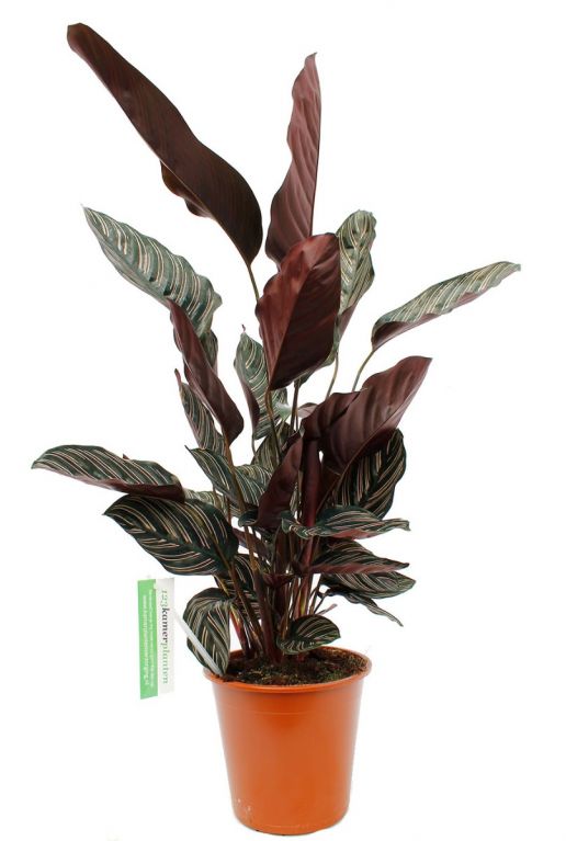 Calathea Ornata - Pfeilwurze