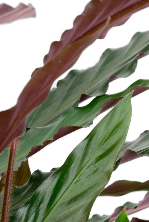 Calathea rufibarba Wavestar