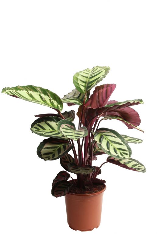 Calathea cora 1