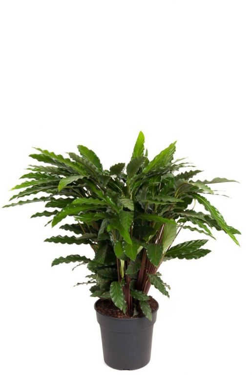 Calathea elgergrass kamerplant 1