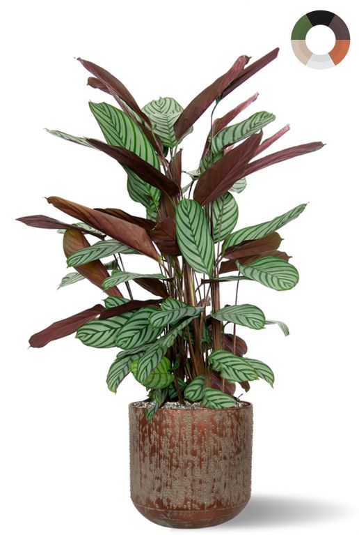 Calathea in bruine plantenbak