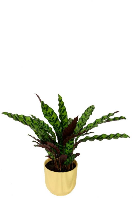 Calathea in elho pot