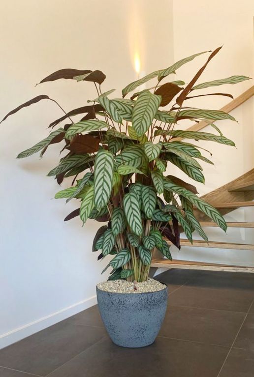 Calathea in luxe bloempot