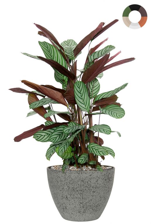 Calathea in luxe pot