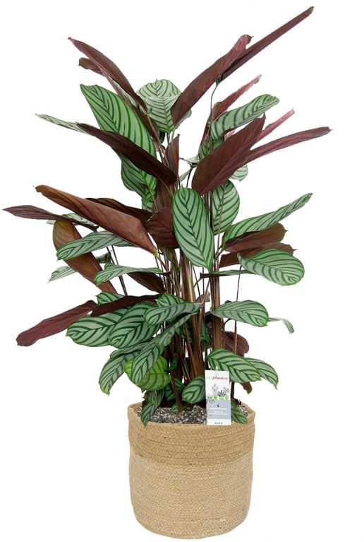 Calathea in mand 3 2