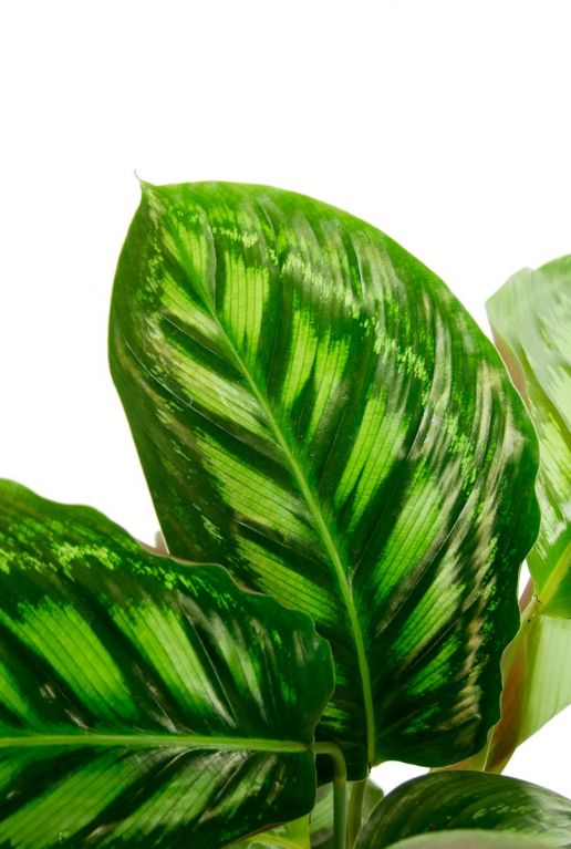 Calathea kamerplant groen gestreept