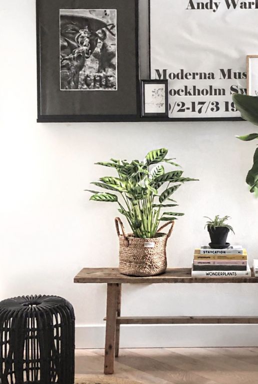 Calathea Leopardina