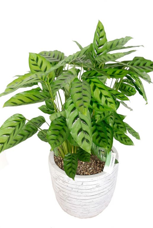 Calathea leopardina kamerplant 2