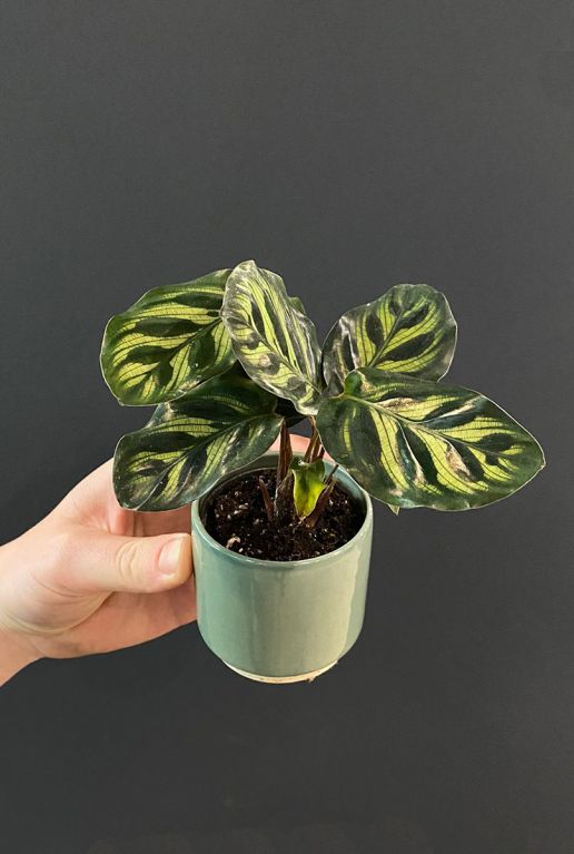 Calathea miniplant