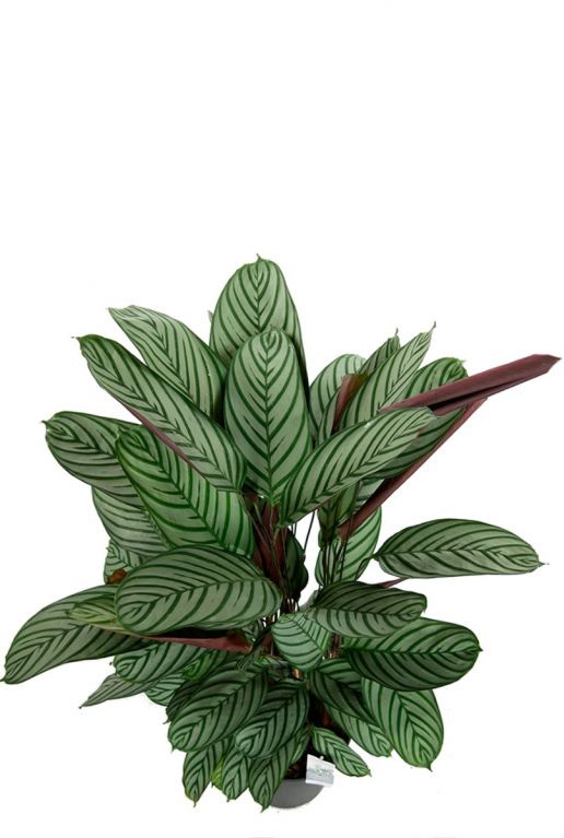 Calathea oppenheimiana pauwenplant 1