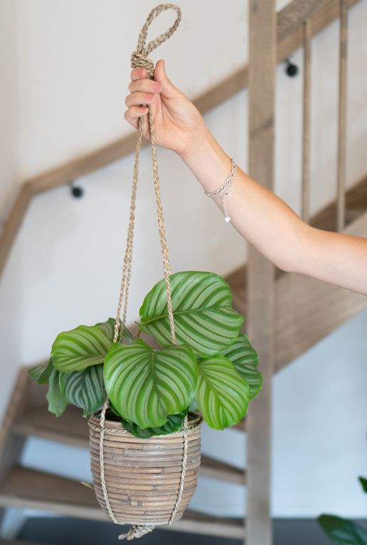 Calathea orbifolia plant 2