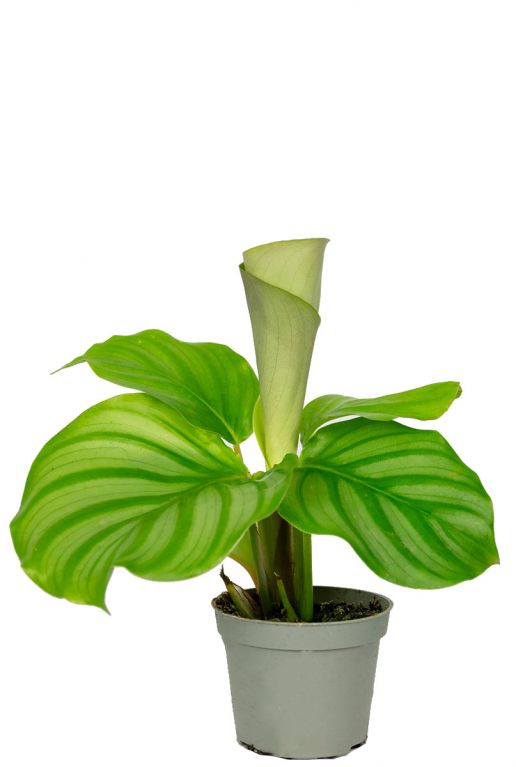 Calathea orbifolia stekje