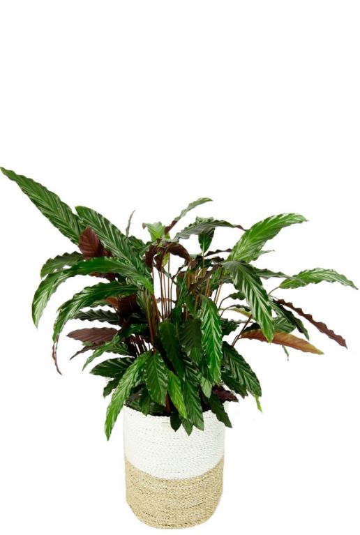 Calathea pauwenplant in mand 1 1