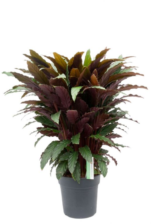 Calathea Wavestar