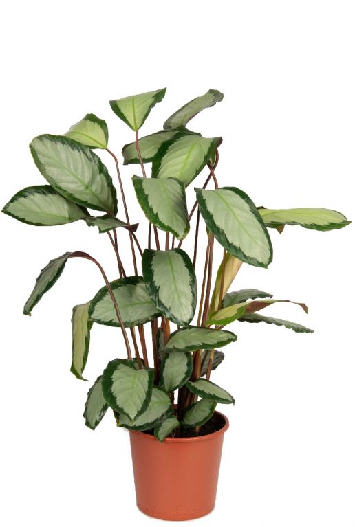 Calathea picturata planten