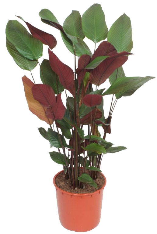 Calathea pruinosa