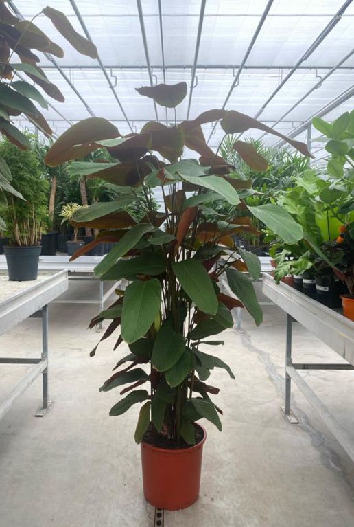 Calathea pruinosa plant