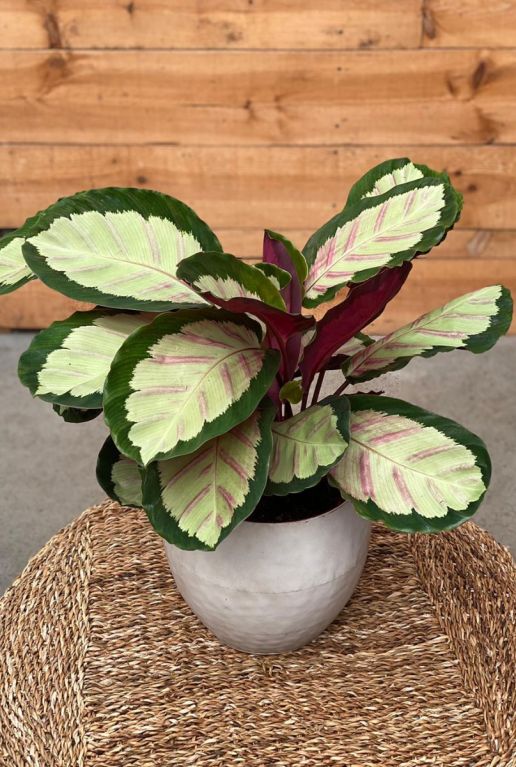 Calathea silvia kamerplant 1