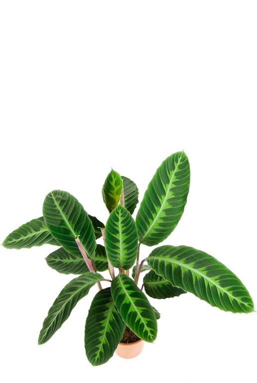 Calathea warscewiczii pauwenplant blad