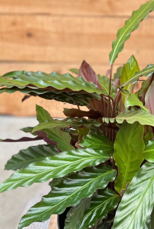 Calathea wavestar kamerplant 1 1